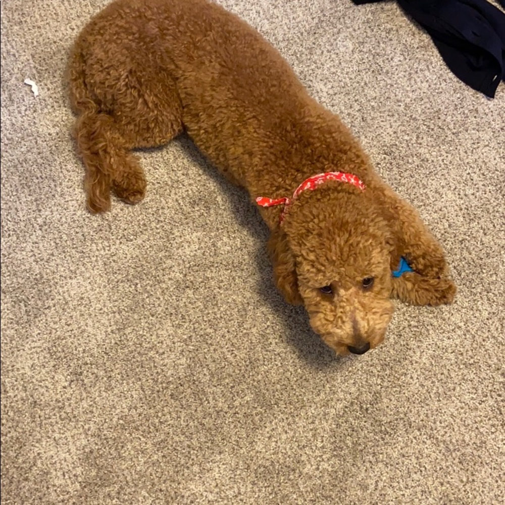 Mini goldendoodle